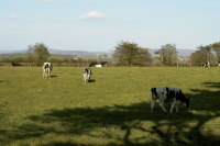 photograph of cattle grazing