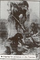 Young Irelanders